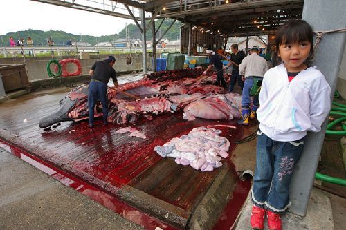 日本屠宰鯨魚現(xiàn)場。