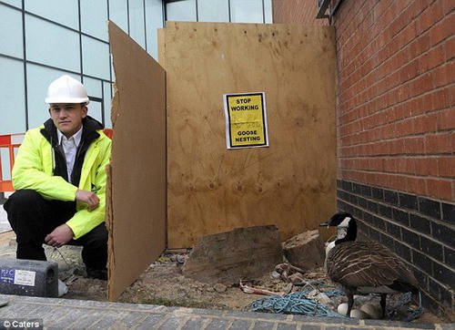 英國(guó)百萬(wàn)英鎊工程為不打擾母鵝孵蛋而停工