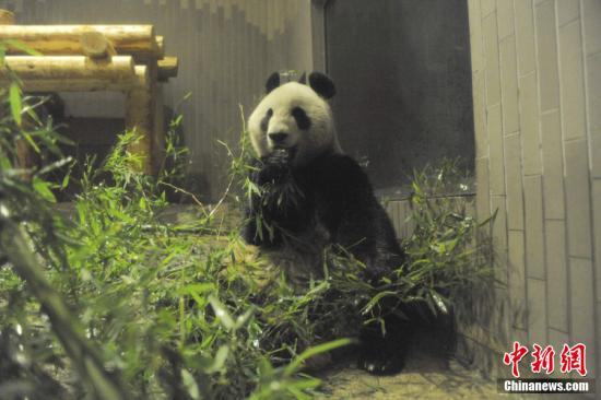 2011年2月22日，日本東京，雌性大熊貓“仙女”（“真真”）在上野動物園內。