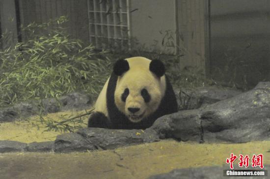 2011年2月22日，日本東京，雄性大熊貓“比力”（“力力”）在上野動(dòng)物園內(nèi)。