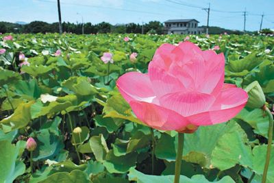 新北淡水屯山里荷花搖曳盛開(kāi)（圖）