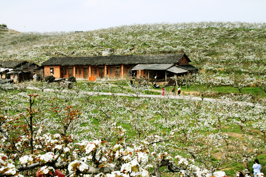 建寧萬畝梨花賞花活動-2-新浪旅游.jpg