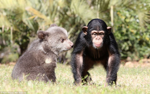 它們在動物園內(nèi)演繹了一段“跨界”友誼，成了形影不離的好朋友。