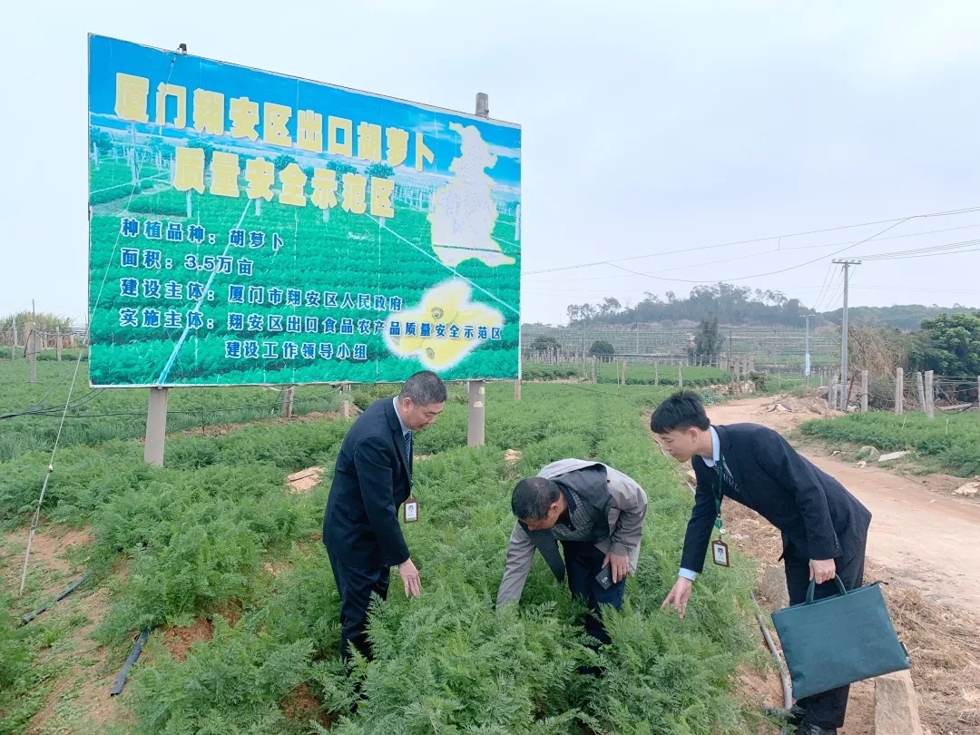 廈門農(nóng)商銀行客戶經(jīng)理深入翔安胡蘿卜生產(chǎn)基地了解產(chǎn)銷情況.webp.jpg