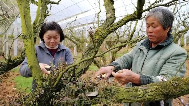 在建寧縣溪口鎮(zhèn)高圳村圍下嘴黃花梨種植基地，陳春花正在采收鐵皮石斛.webp.jpg