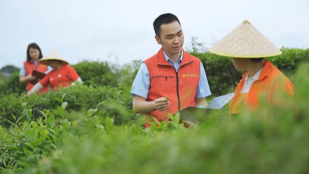 福州農(nóng)商銀行金融助理在茉莉花茶園向茶農(nóng)了解茉莉花種植情況。.jpg