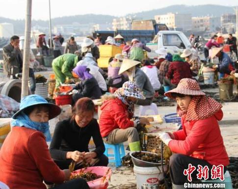 福建東山島漁村萬(wàn)名婦女家門(mén)口掘金