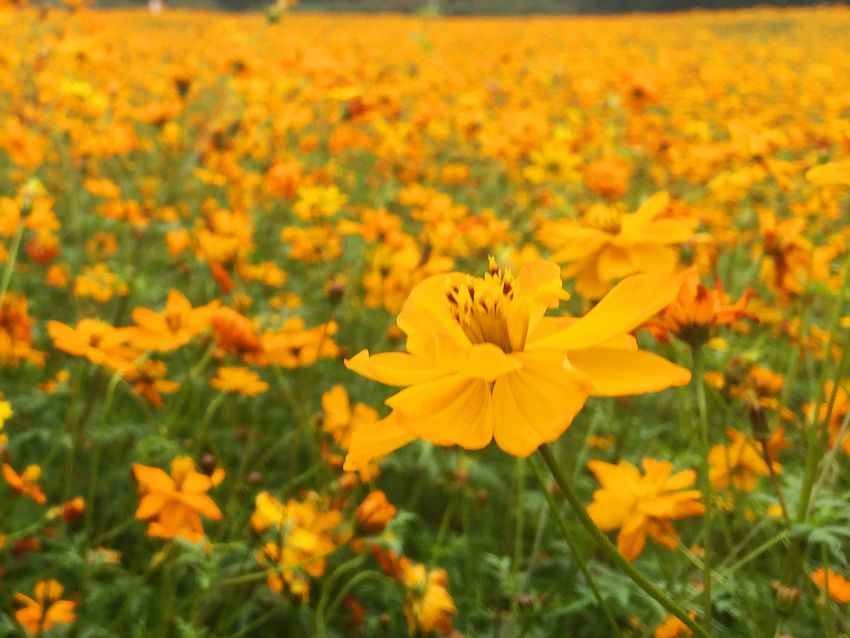 冬季到福州南江濱看花?！〗瘘S和橙色花朵別樣美