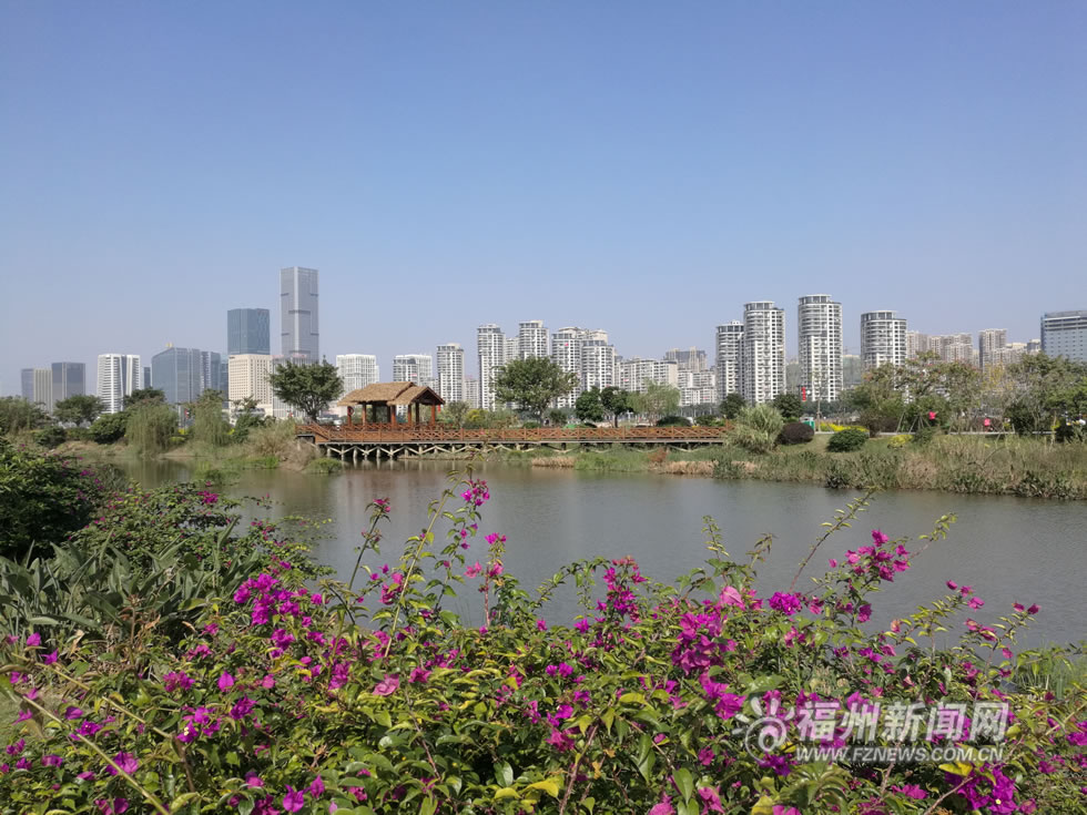 “福州藍(lán)”下，福州公園成金色花海