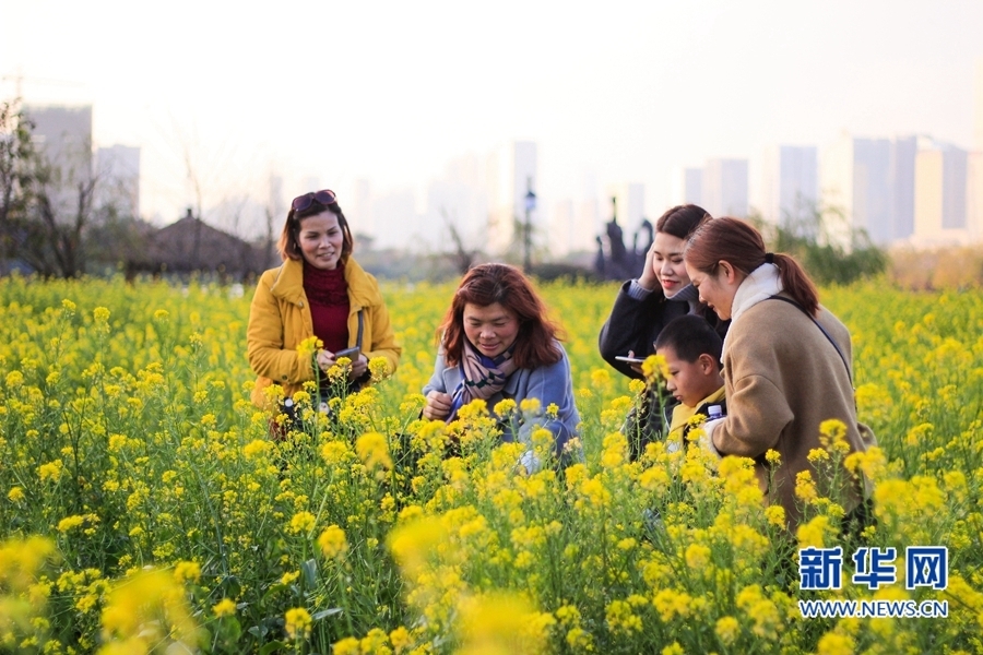 福州花海公園油菜花盛放　春節(jié)接待游客約20萬人